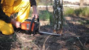 Tree and Shrub Care in Mercerville, NJ